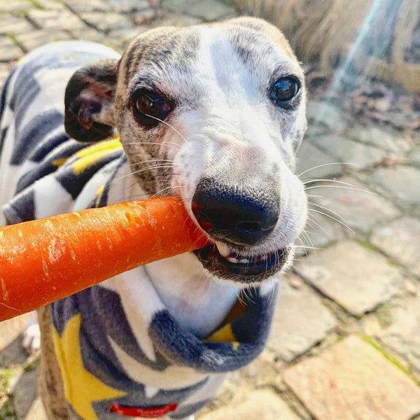 ¿Cómo alimento a mi perro?