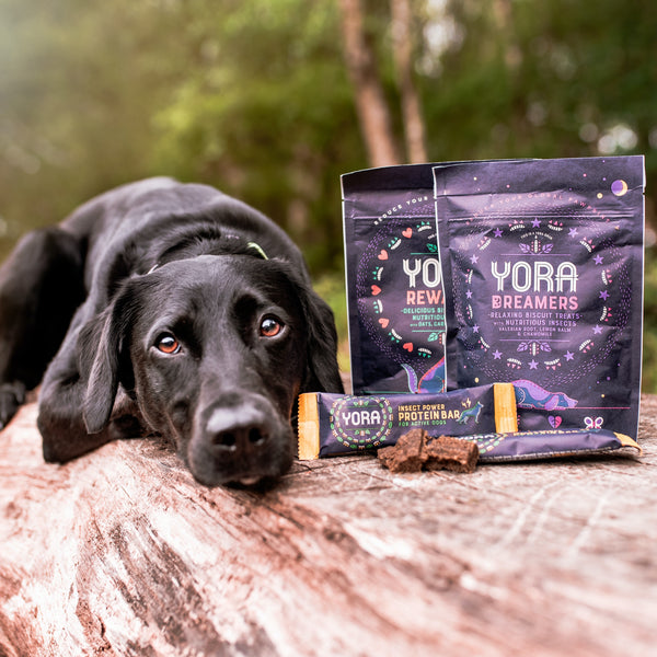 Yora Pet Food | Pienso con proteína de insecto