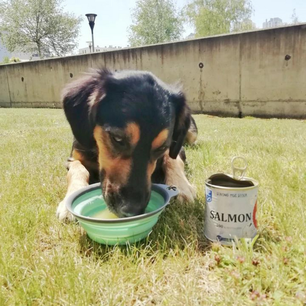 ¿Por qué son buenos los caldos naturales para mi perro?