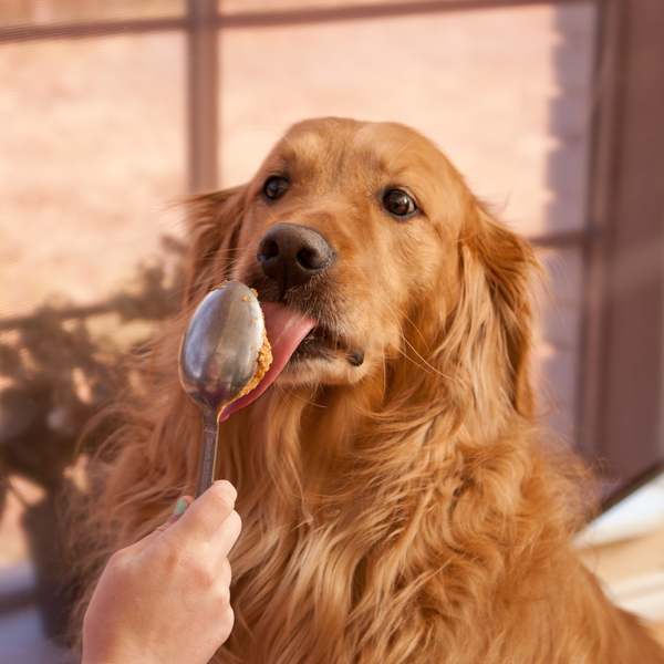 Cómo mejorar el sistema inmune de tu perro