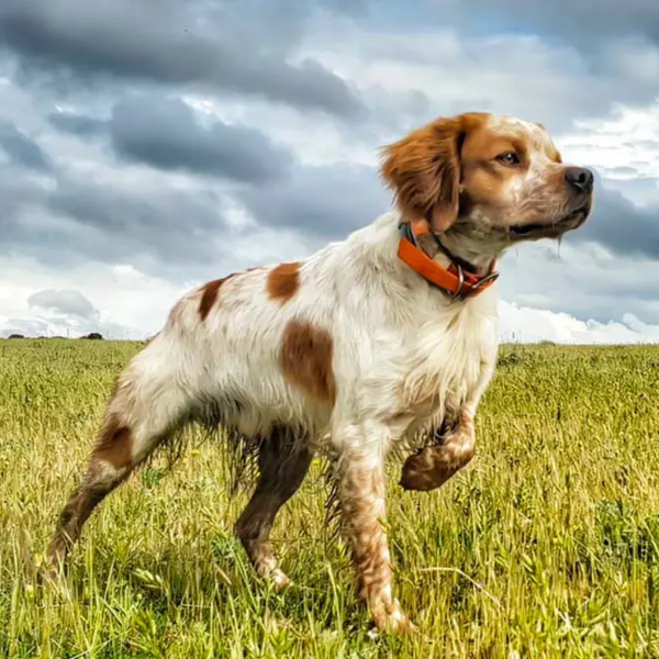 La motivación de perseguir, rastrear o cazar en perros