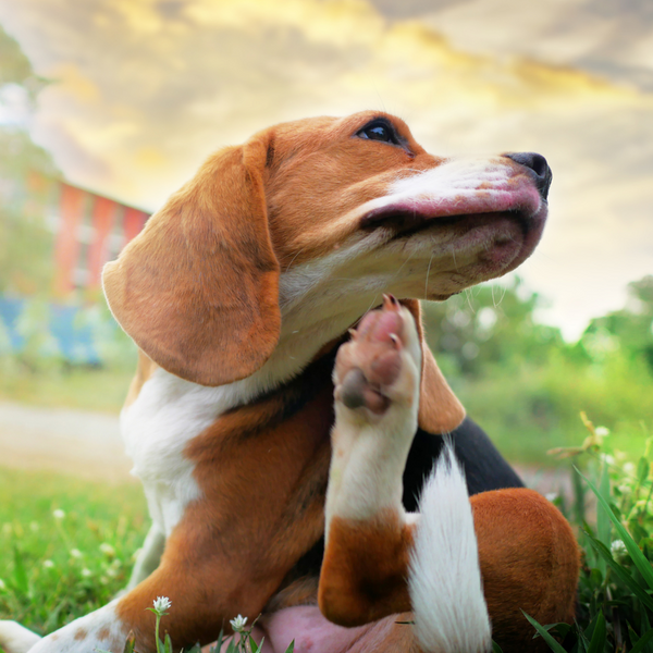 Mi perro tiene alergia ambiental, ¿qué hago?