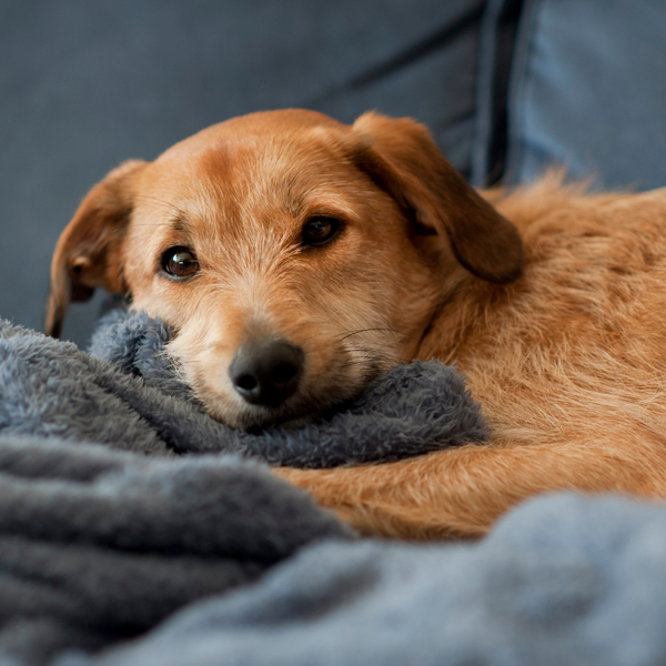 ¡Los imprescindibles para tu perro en invierno!