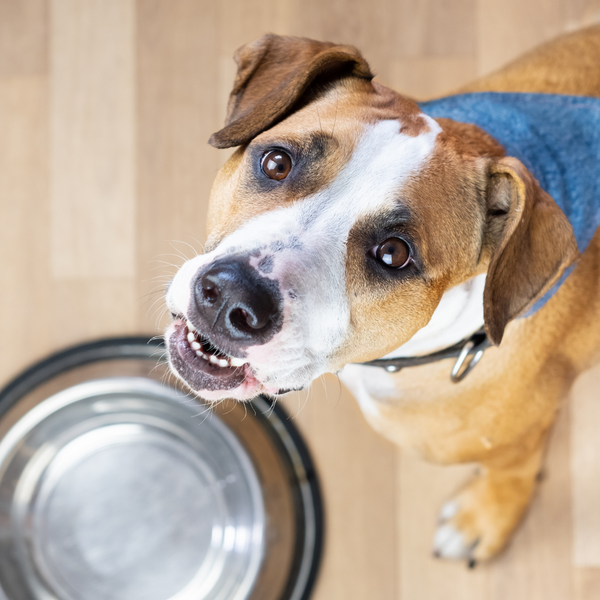 Comida perruna para las vacaciones