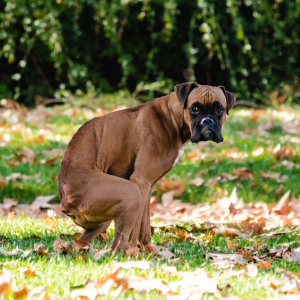 Mi perro tiene diarrea, ¿qué hago?