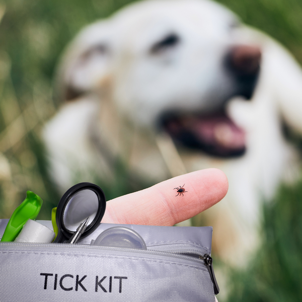 Garrapatas y perros: cómo proteger a tu peludo de forma eficaz