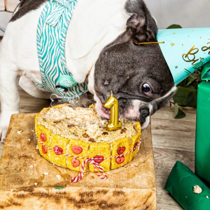 Sí, tu peludo también puede tener tarta de cumpleaños (¡y le encantará!)