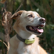 Cargar imagen en el visor de la galería, Funda DOG 6 - Tractive Localizador GPS para perros