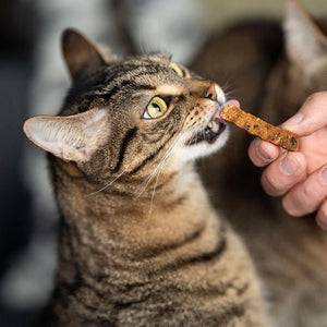 Retorn - Sticks dentales naturales para gatos