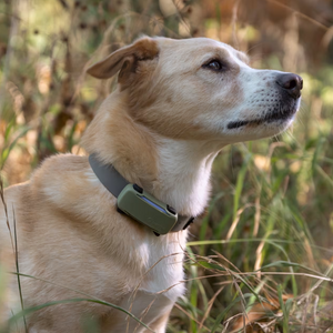 Funda DOG 6 - Tractive Localizador GPS para perros