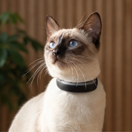 Tractive Cat 6 Mini - Localizador GPS con collar para gatos