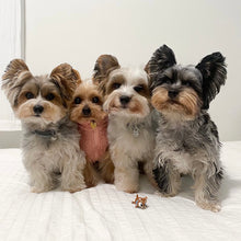 Cargar imagen en el visor de la galería, Mochizoo - mini perritos articulados