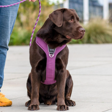 Cargar imagen en el visor de la galería, Arnés Dog Copenhagen Comfort Walk Pro - Modelo V3