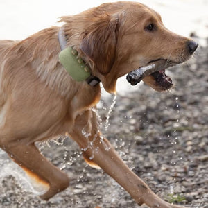 Tractive DOG XL - Localizador GPS para perros