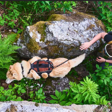 Cargar imagen en el visor de la galería, Non-Stop Dogwear Rock Harness Long - Arnés para perros