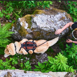 Non-Stop Dogwear Rock Harness Long - Arnés para perros