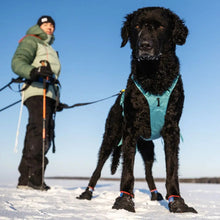 Cargar imagen en el visor de la galería, Non-Stop Dogwear Ramble Harness Long - Arnés para perros