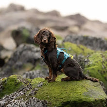 Cargar imagen en el visor de la galería, Non-Stop Dogwear Ramble Harness Long - Arnés para perros
