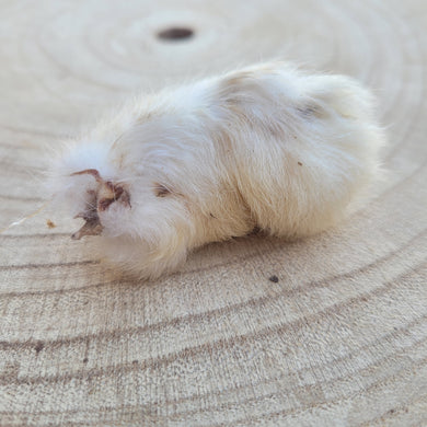 Patitas de conejo con pelos