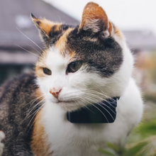 Cargar imagen en el visor de la galería, Tractive Cat Mini - Localizador GPS para gatos