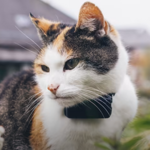 Tractive Cat Mini - Localizador GPS para gatos