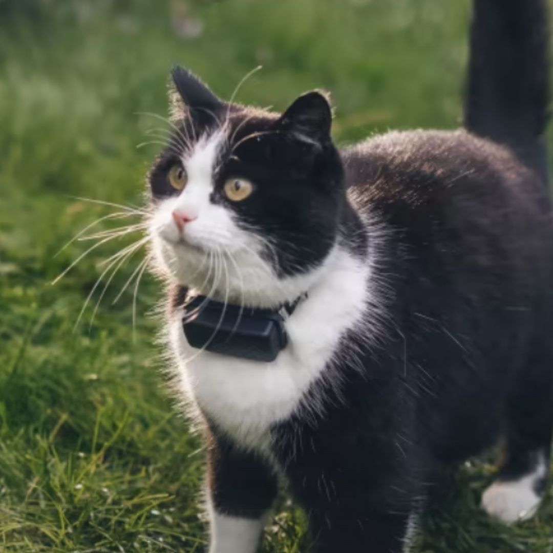Tractive presenta nuevo GPS para gatos