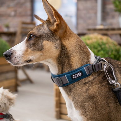 collar dog copenhaguen