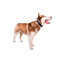 Cargar imagen en el visor de la galería, Non-Stop Dogwear Polar Click Collar - Collar para perros