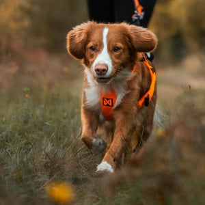 Non-Stop Dogwear Freemotion Harness 5.0 - Arnés para perros