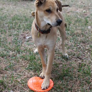 Sodapup - Frisbee tapa de refresco