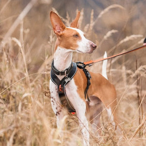 Non-Stop Dogwear Line Harness Grip - Arnés para perros